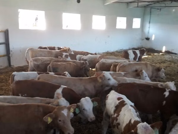 گاو نر, Simmental cattle