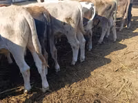 Bull, Alatau breed — photo 7