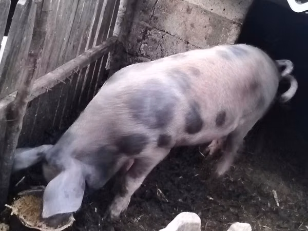Boar, Pigs — Moldova