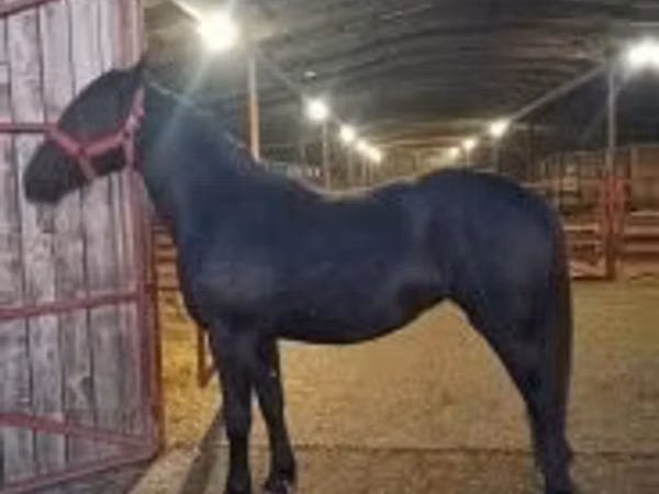 Модиён, Nonius horse
