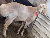 Ram, Arashan sheep — photo 1