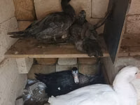 Ducks — foto 4