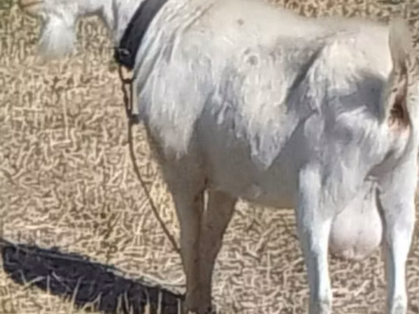 Cabro, Saanen goat