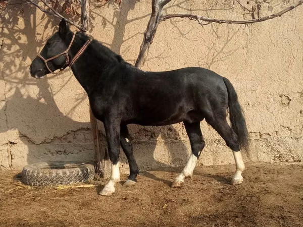 Horses (batch, sex not specified), Horses — Uzbekistan