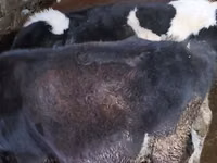 Vacă, Bovine — foto 3