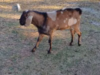Bok, Nubian Goat — foto 3