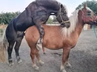 Mare, Horses — photo 3