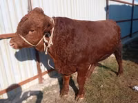 Bou, Bovine — foto 4