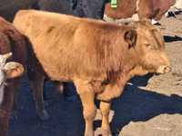 Toro, Aberdeen-Angus — foto 4