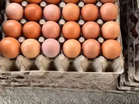 Chickens — foto 2