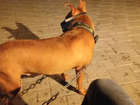 🐕 PİTBULL SATILIR! 🔹 Yaşı: 1 yaş 5 aylıq 🔹 Xarakteri: Sahibinə bağlı — Foto 1