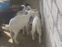 Goat, Goats — photo 3