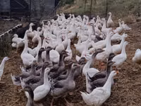 Geese — foto 3