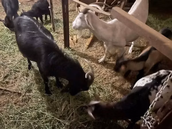 بز نر, Alpine goat — مجارستان