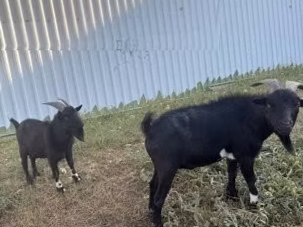بز نر, Nigerian dwarf goats