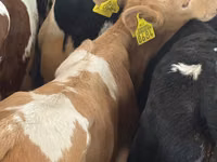Skot (série, pohlaví neuvedeno), Simmental cattle — foto 4