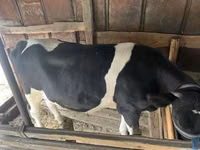 Cow, Holstein breed — photo 3