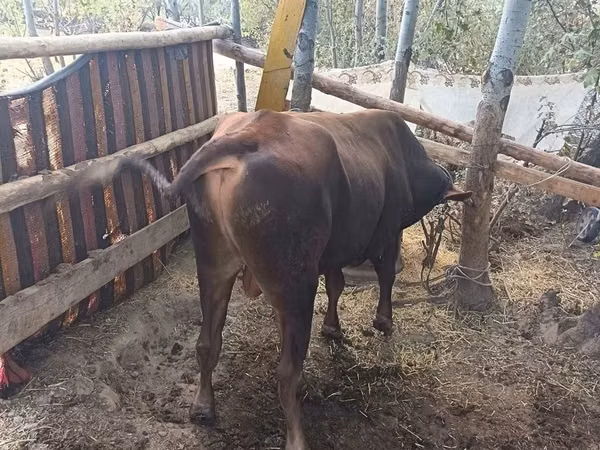 Bull, Cattle — Uzbekistan