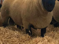 Ovan, Dorper sheep — fotografija 2