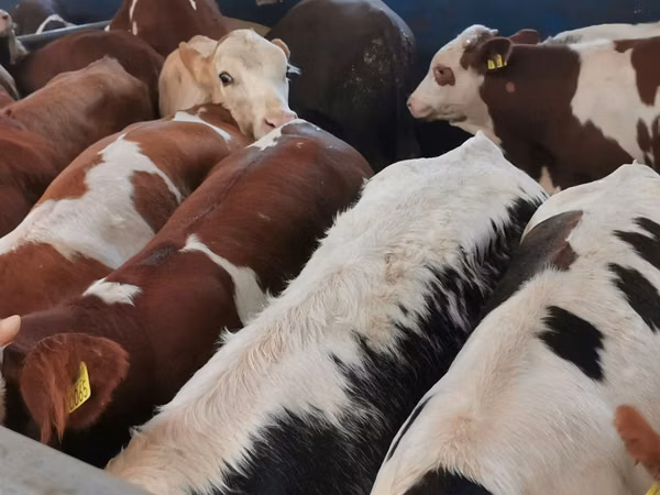 Bovini (lotto, sesso non specificato), Simmental cattle