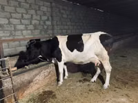Vache, Race Holstein — photo 2