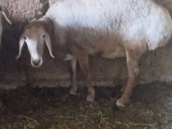 Ram, Arashan sheep — Kyrgyzstan