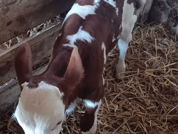 Bull, Simmental cattle — Poland