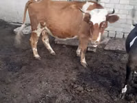 Cow, Cattle — photo 1
