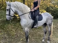 घोड़ा, Andalusian horse — फ़ोटो 7