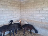 Sheep, Sheep — photo 3