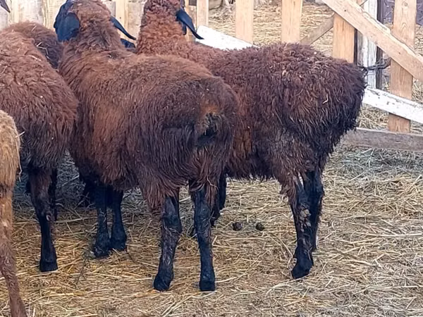 Ram, Sheep — Kazakhstan