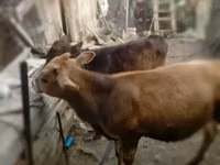公牛, Cattle — 照片 1