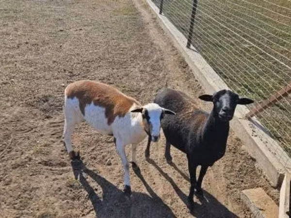 میش, Cameroon sheep — مجارستان