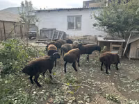 Koç, Koyunlar — foto 6