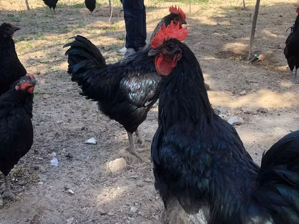 Chickens — Azerbaijan