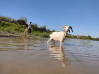 بز ماده, بز — عکس 3