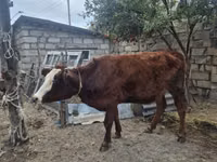 گاو نر, آبرادین-آنگوس — عکس 2