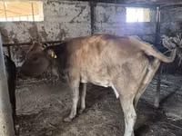 Vache, Latvian Blue cattle — photo 4