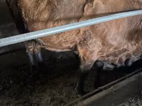 Lembu betina, Cattle — foto 2