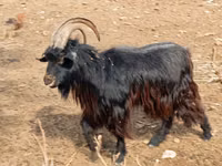 Cabras (lote, sexo não especificado), Cabras — foto 1