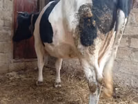 Vaca, Russian Black pied cattle — foto 4