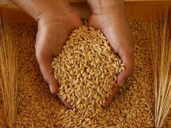 Arpa Satilir Hacıqabul