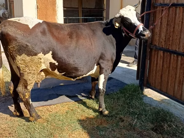 Cow, Alatau breed