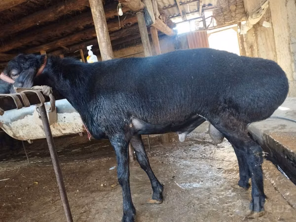 Kambing jantan, Sheep — Uzbekistan
