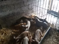 ወንድ አሣማ, Pigs — ፎቶ 2