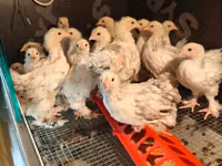 براهما — عکس 2