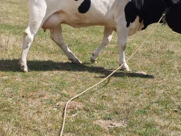 Cow, Holstein breed — Moldova