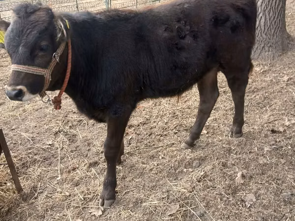 公牛, Cattle — 吉尔吉斯斯坦