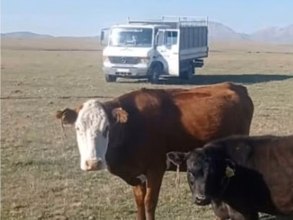 Cow, Swiss cattle — Kyrgyzstan