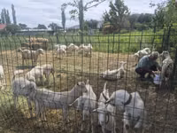 ছাগী, Saanen goat — ছবি 5